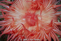 Striped Sea Anemone by Peet J Van Eeden 
